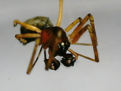 Linyphiidae