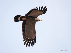 Polyboroides typus pectoralis