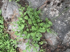 Trigonotis peduncularis