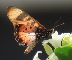 Acraea acara acara