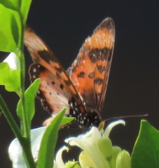Acraea acara acara