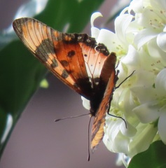 Acraea acara acara