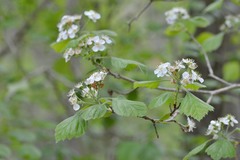 Crataegus mollis