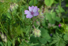 Geranium macrostylum, photograph (c) Pantazi Katerina, some rights reserved (CC BY)