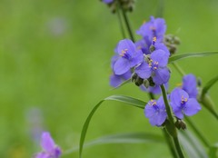 Tradescantia gigantea