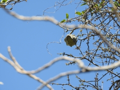 Gonolobus grandiflorus