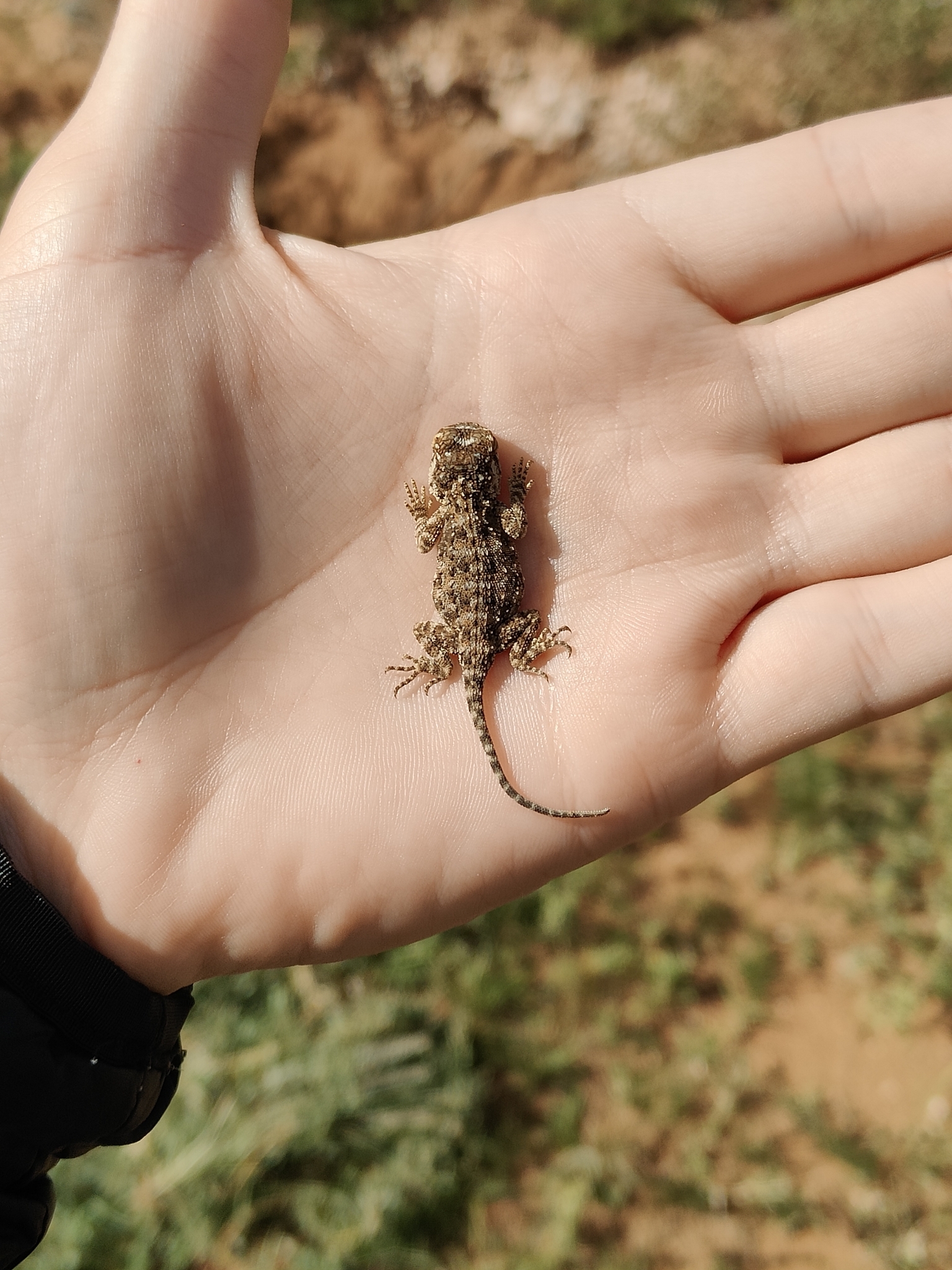 Agama aculeata Merrem, 1820