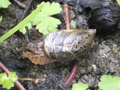 Succinea arundinetorum