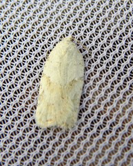 Acleris logiana