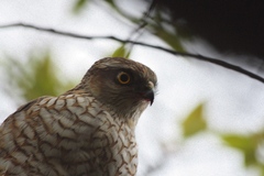 Accipiter nisus
