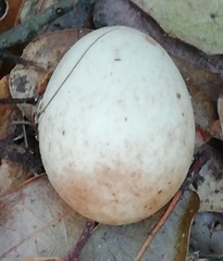 Troglodytes troglodytes