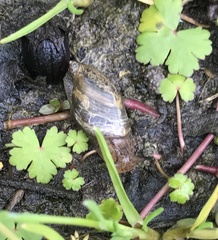 Succinea arundinetorum