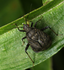 Proboscidocoris malayus
