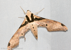 Adhemarius eurysthenes