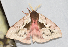 Dirphiopsis multicolor