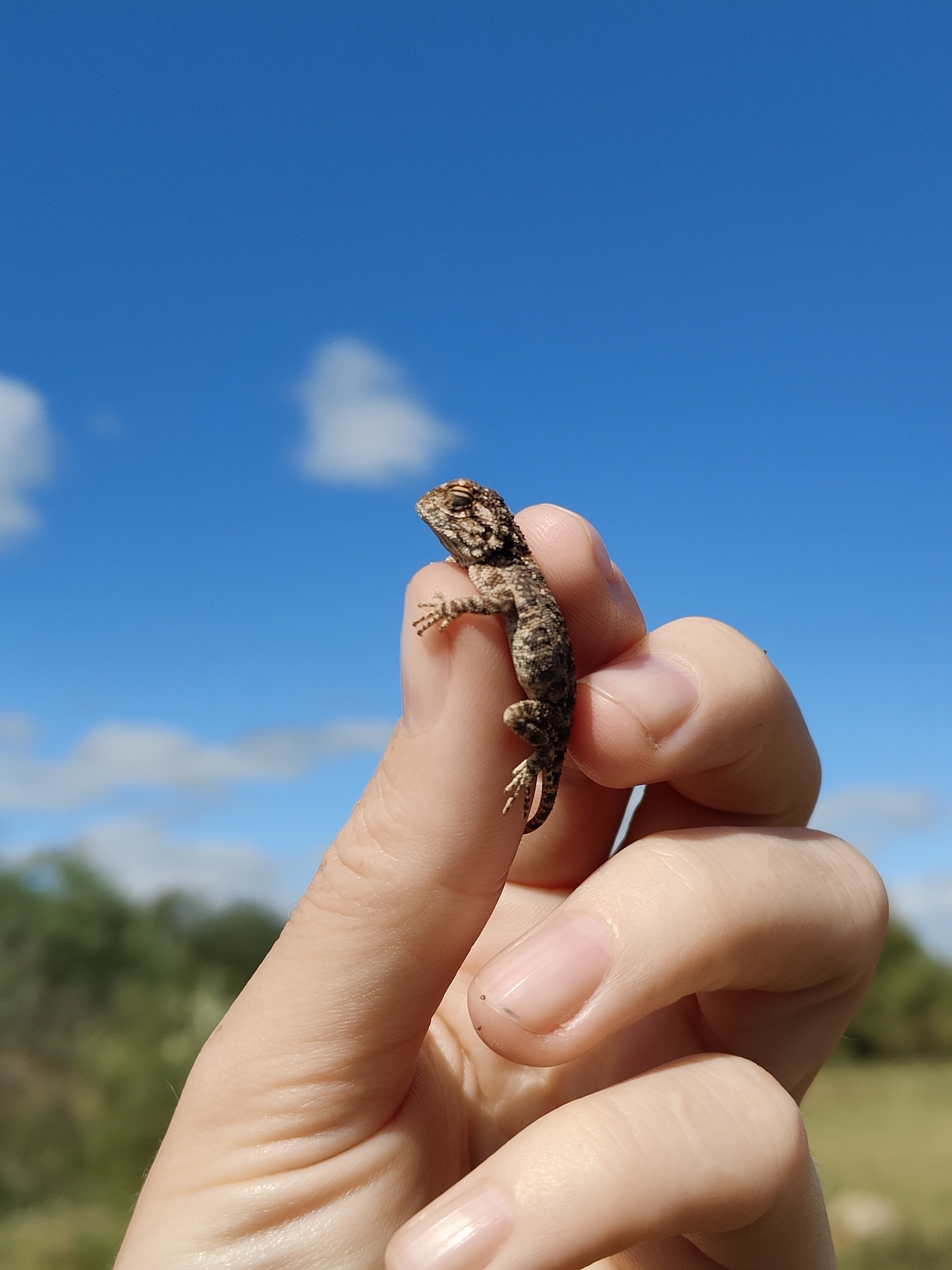 Agama aculeata Merrem, 1820