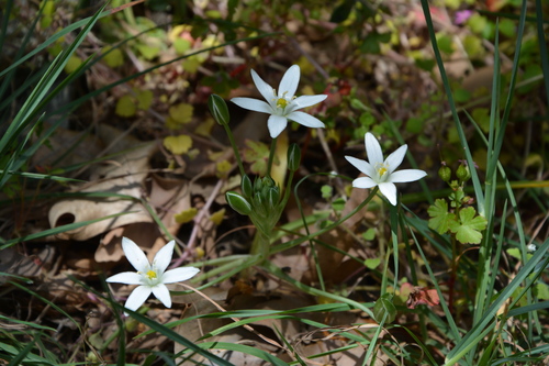 Ornithogalum divergens, photograph 3