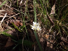 Ornithogalum fimbriatum