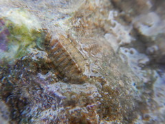 Chitoninae