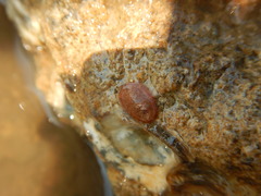 Chitonoidea
