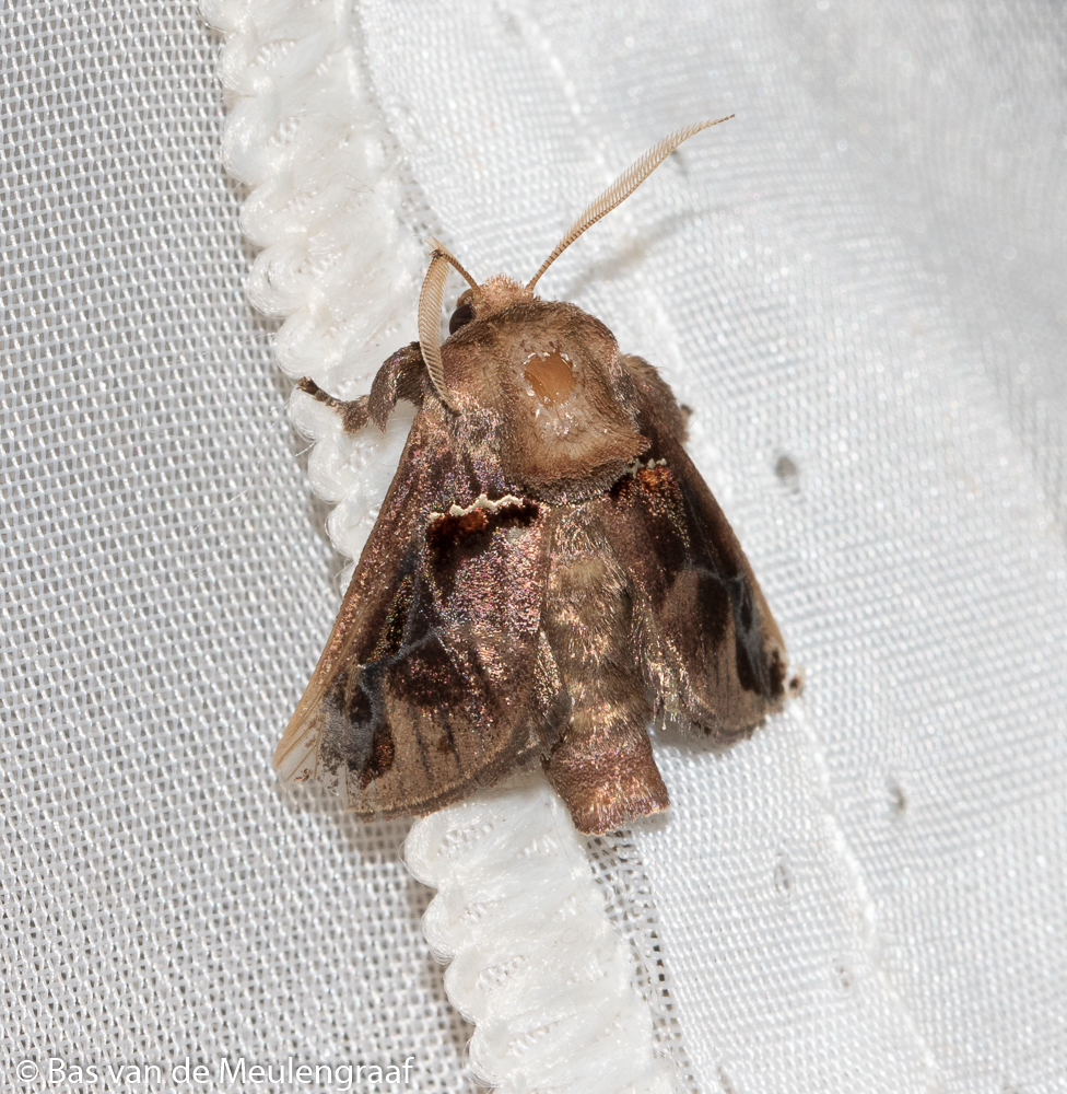 Semyra coarctata