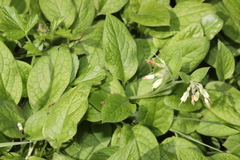 Symphytum bulbosum, photograph author not stated, no rights reserved