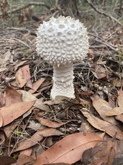 Amanita pyramidifera