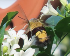 Cephonodes hylas virescens