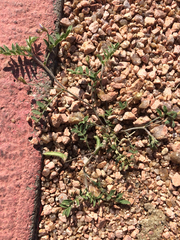 Astragalus nuttallianus austrinus