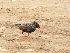Sturnus vulgaris