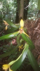 Maxillaria praestans