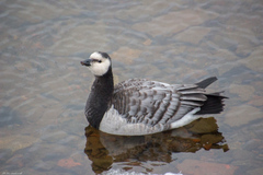 Branta leucopsis