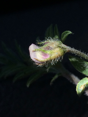 Astragalus nuttallianus austrinus