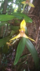 Maxillaria praestans