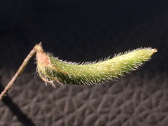 Astragalus nuttallianus austrinus