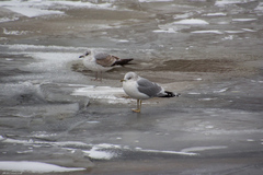 Larus canus