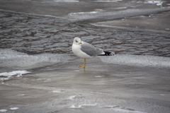 Larus canus