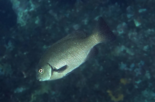 Black bream (Girella elevata) — Kyphosidae