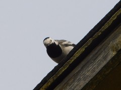 Motacilla alba