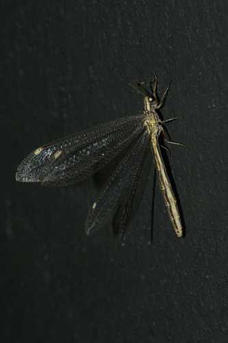Cueta punctatissima