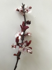 Prunus cerasifera pissardii