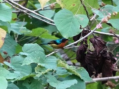 Chalcoparia singalensis