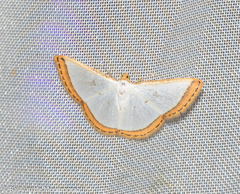Leuciris institata