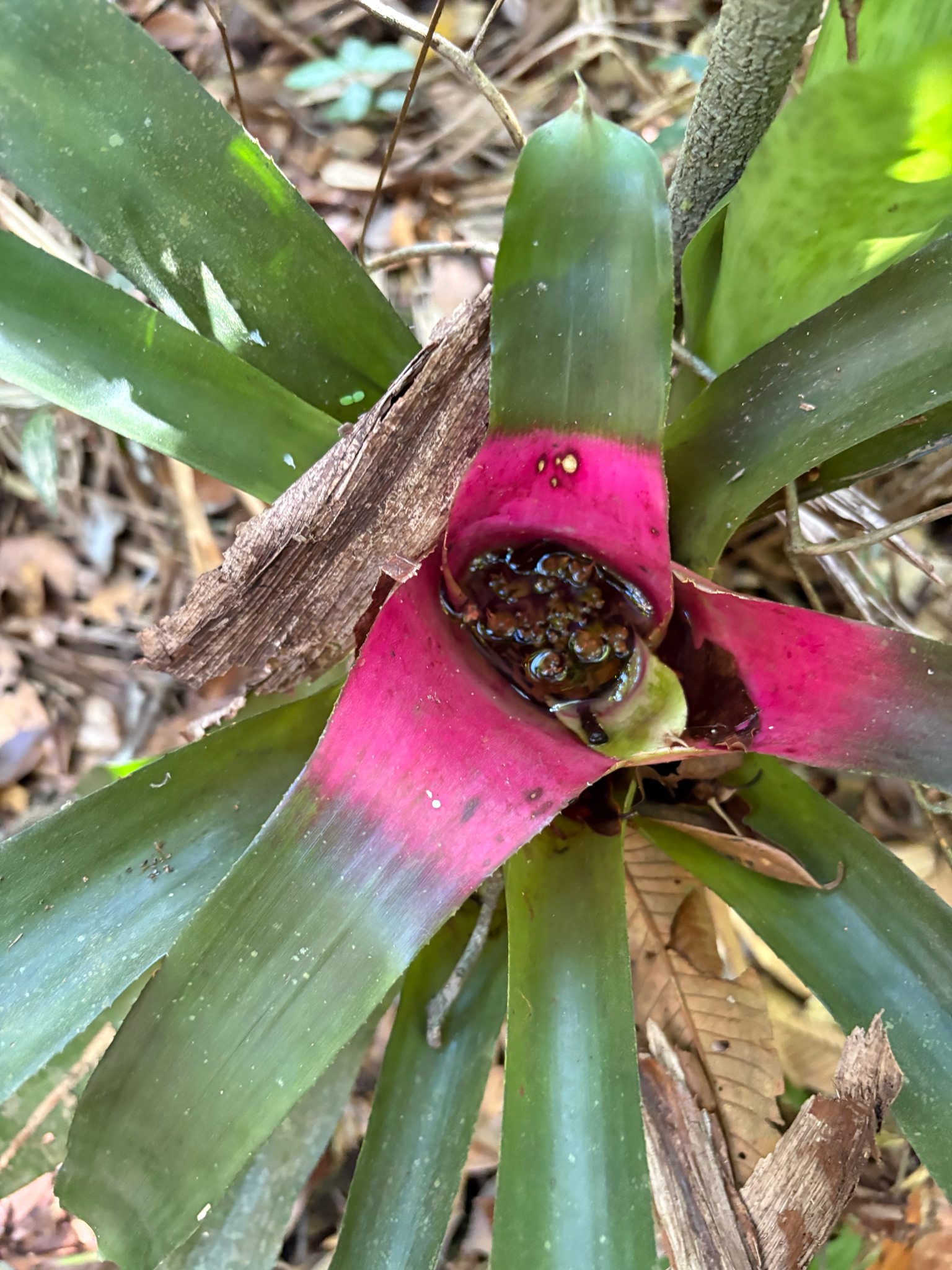 Imagem de Bromélia