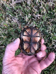 Kinosternon subrubrum