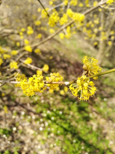 Cornus mas