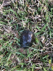 Kinosternon subrubrum