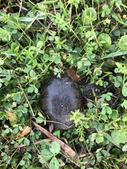 Kinosternon subrubrum