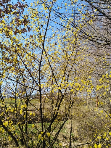 Cornus mas
