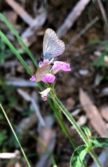 Rostellularia obtusa